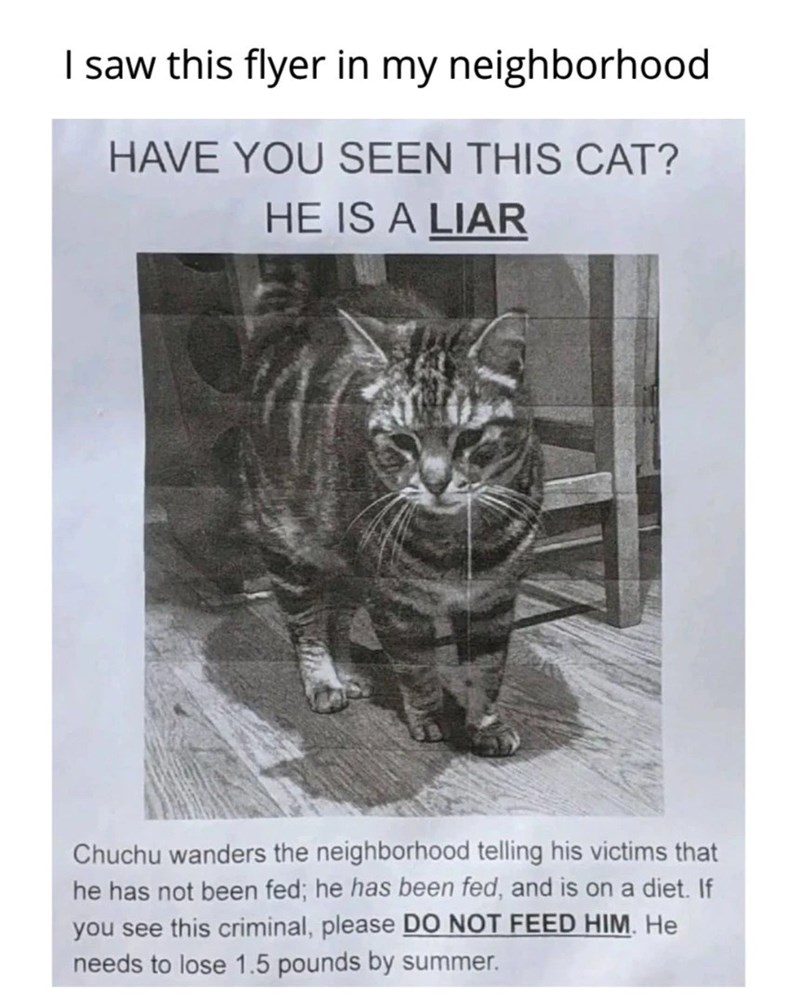 I saw this flyer in my neighborhood HAVE YOU SEEN THIS CAT? HE IS A LIAR Chuchu wanders the neighborhood telling his victims that he has not been fed; he has been fed, and is on a diet. If you see this criminal, please DO NOT FEED HIM. He needs to lose 1.5 pounds by summer.