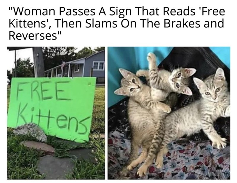 "Woman Passes A Sign That Reads 'Free Kittens', Then Slams On The Brakes and Reverses" FREE Kittens