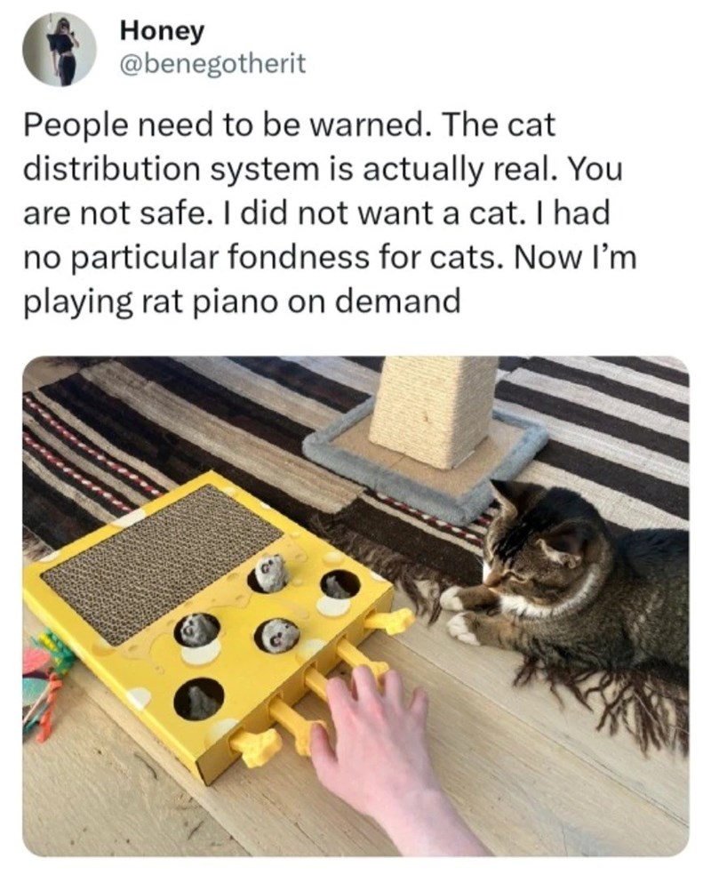 Honey @benegotherit People need to be warned. The cat distribution system is actually real. You are not safe. I did not want a cat. I had no particular fondness for cats. Now I'm playing rat piano on demand