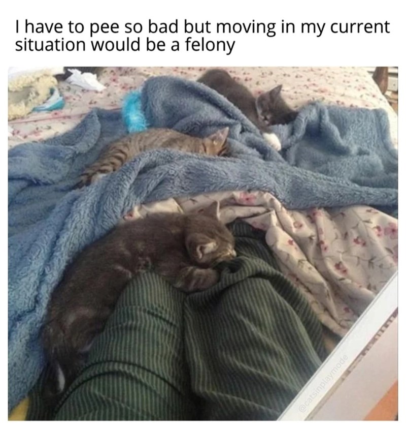 I have to pee so bad but moving in my current situation would be a felony @catsinplaymode
