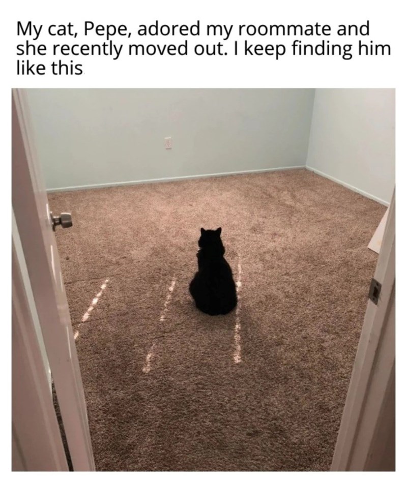 My cat, Pepe, adored my roommate and she recently moved out. I keep finding him like this
