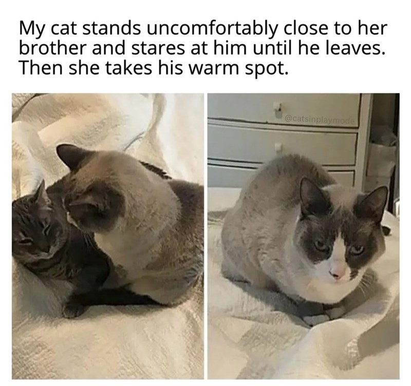 My cat stands uncomfortably close to her brother and stares at him until he leaves. Then she takes his warm spot. @catsinplaymode