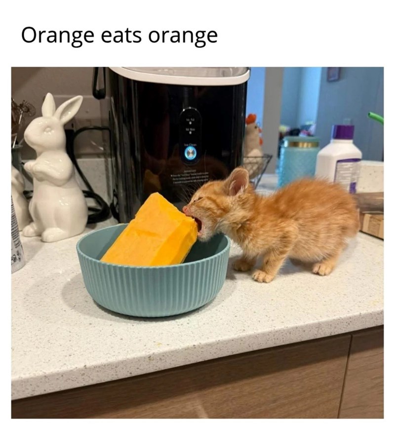 Orange eats orange
