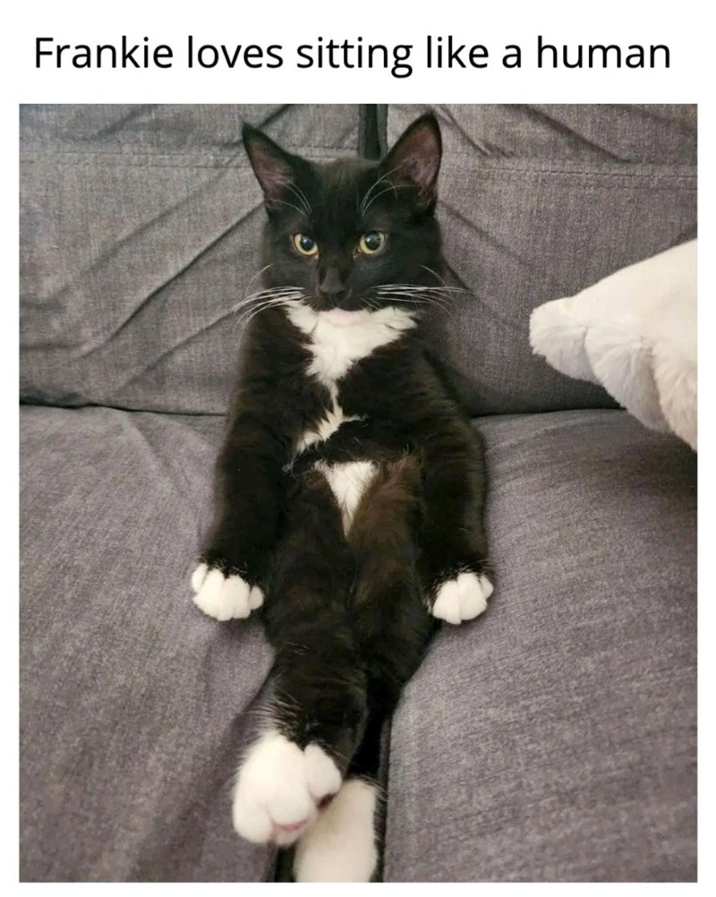 Frankie loves sitting like a human