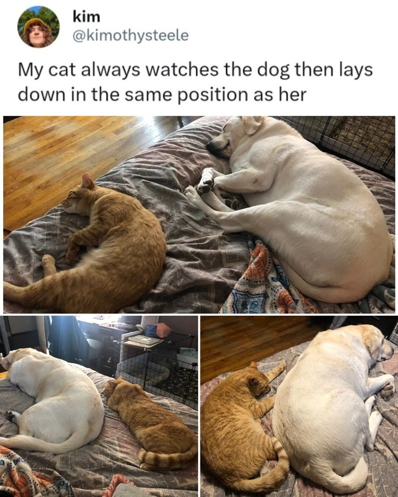 kim @kimothysteele My cat always watches the dog then lays down in the same position as her