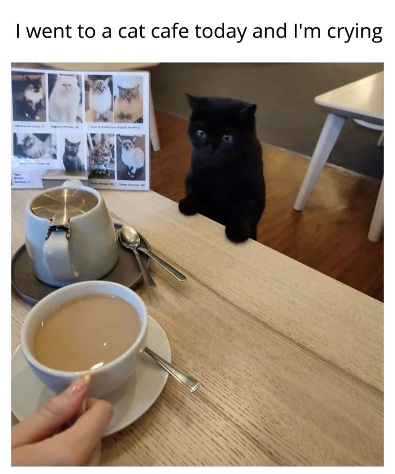 I went to a cat cafe today and I'm crying M M Same, M