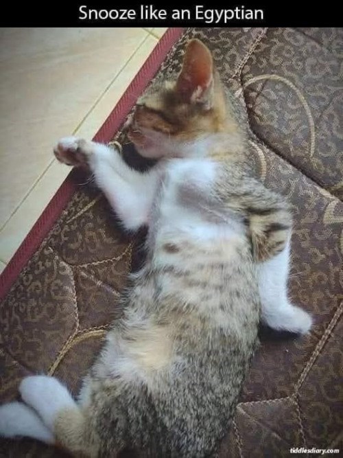 Snooze like an Egyptian tiddlesdiary.com