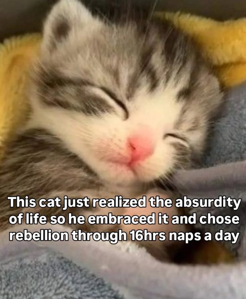 This cat just realized the absurdity of life so he embraced it and chose rebellion through 16hrs naps a day
