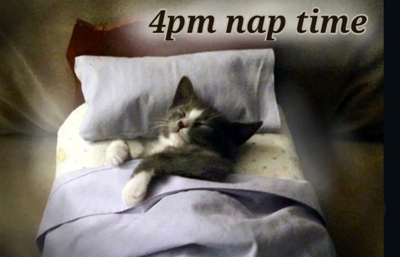 4pm nap time