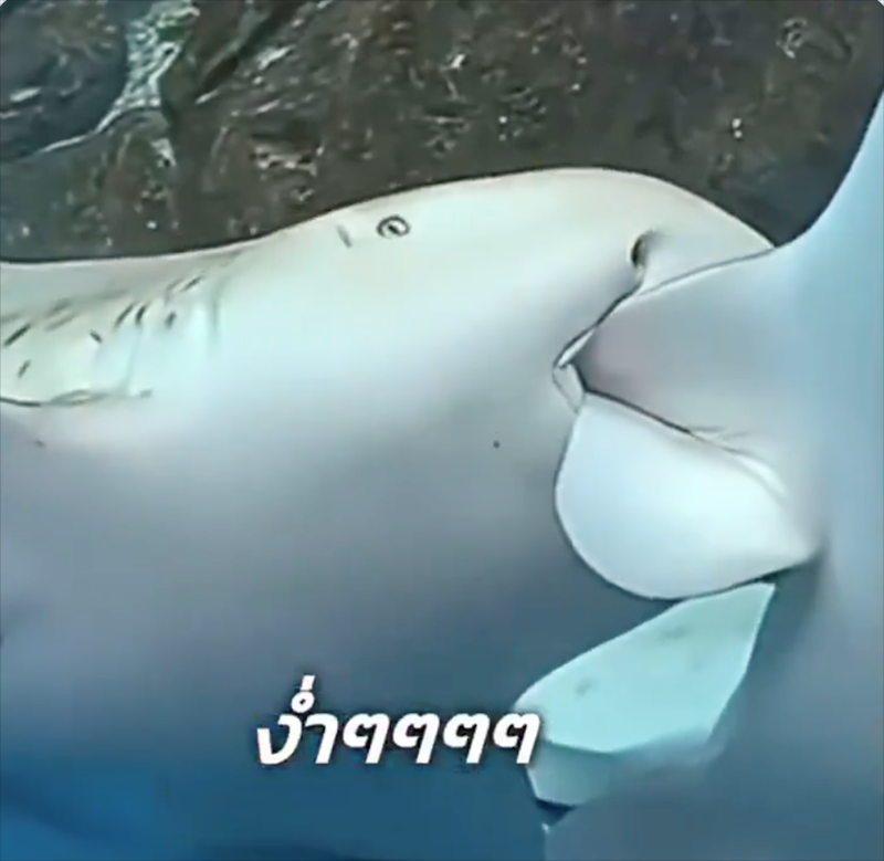 บ้าๆๆๆๆ