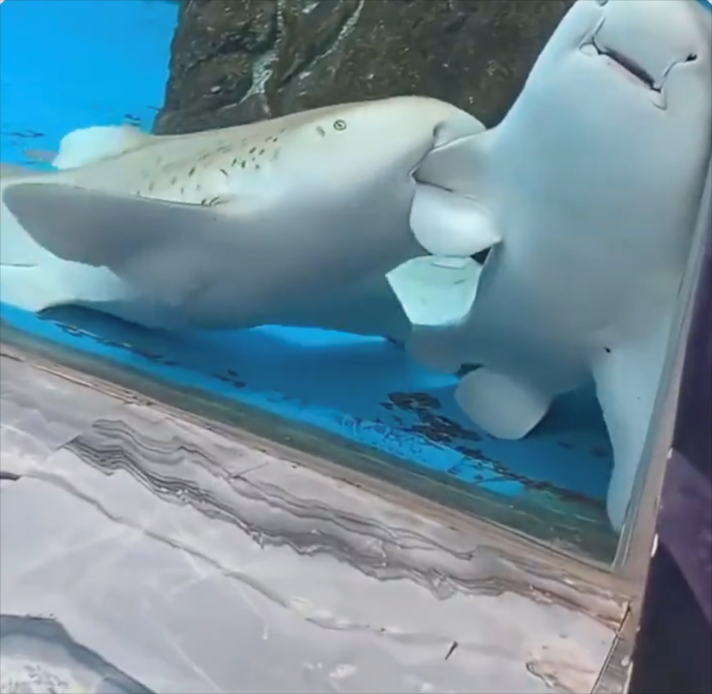 Cheezburger Image 10627391232