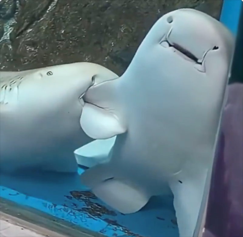 Cheezburger Image 10627391744