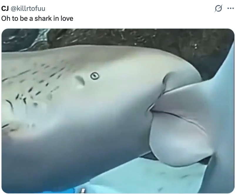 CJ @killrtofuu Oh to be a shark in love
