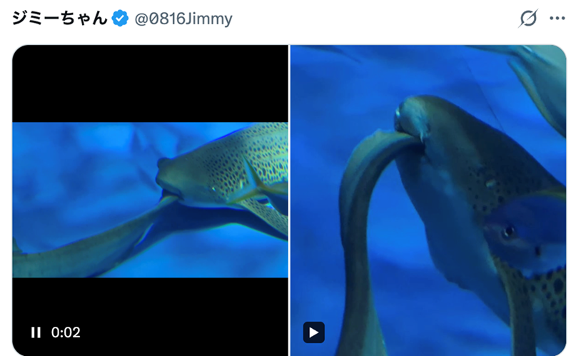 ジミーちゃん @0816Jimmy II 0:02 ...