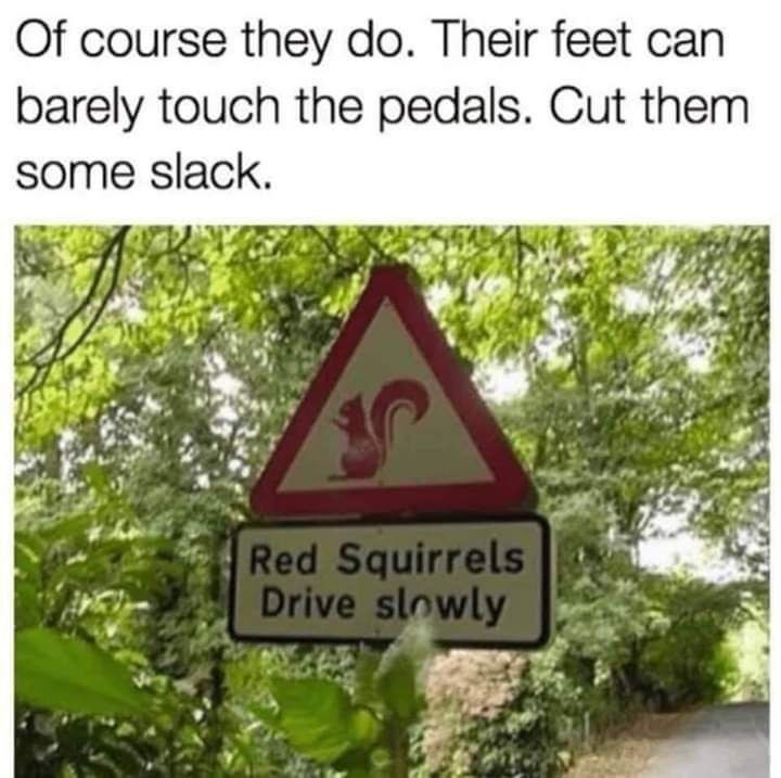 Of course they do. Their feet can barely touch the pedals. Cut them some slack. Red Squirrels Drive slowly