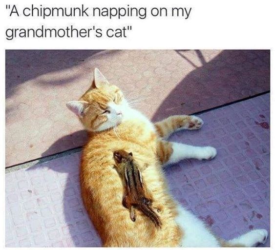 "A chipmunk napping on my grandmother's cat"