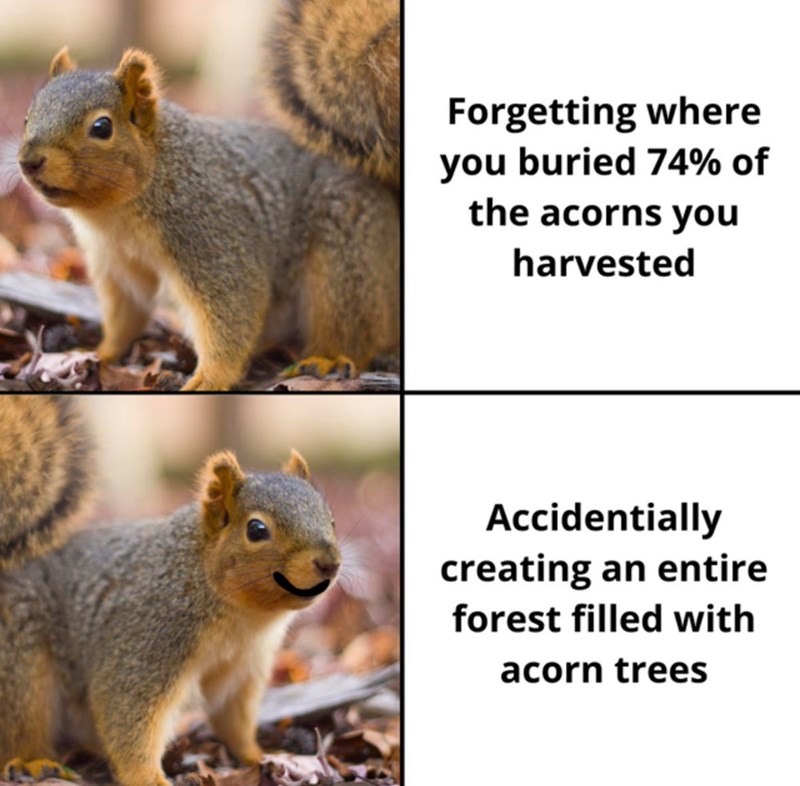 Forgetting where you buried 74% of the acorns you harvested Accidentially creating an entire forest filled with acorn trees