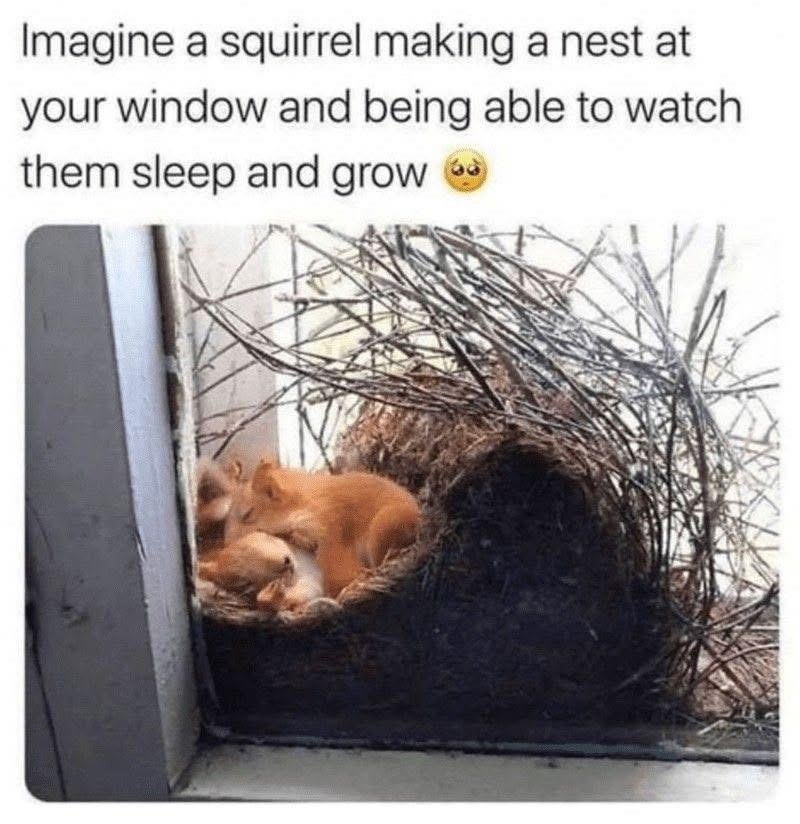 Imagine a squirrel making a nest at your window and being able to watch them sleep and grow