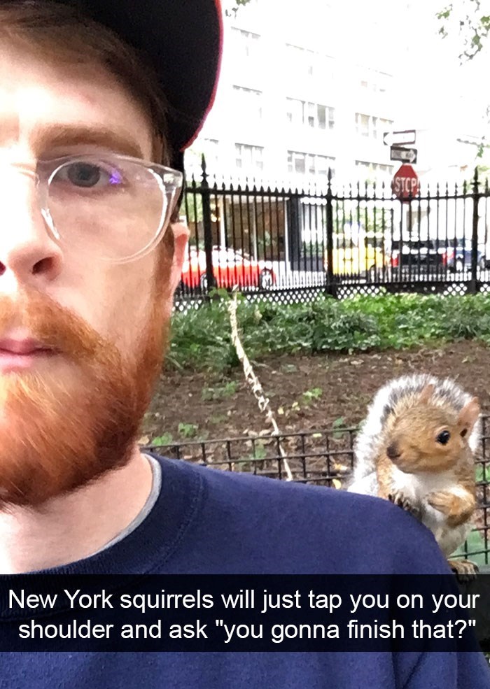New York squirrels will just tap you on your shoulder and ask "you gonna finish that?"