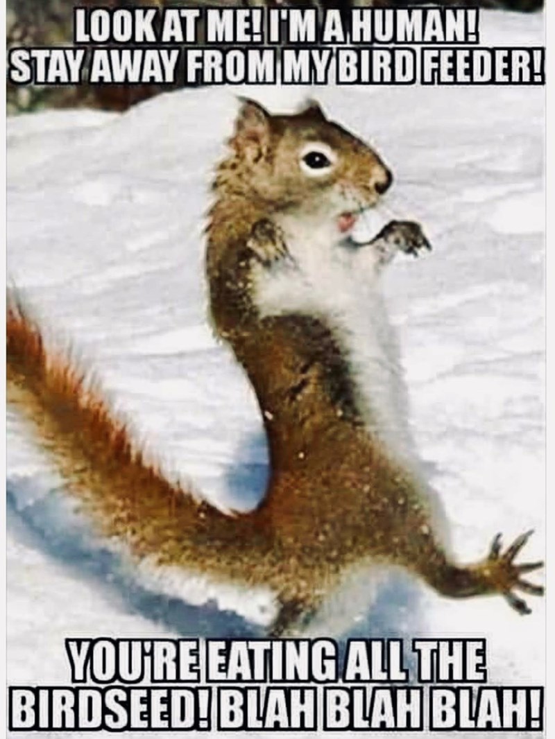LOOK AT ME! I'M A HUMAN! STAY AWAY FROM MY BIRD FEEDER! YOU'RE EATING ALL THE BIRDSEED! BLAH BLAH BLAH!