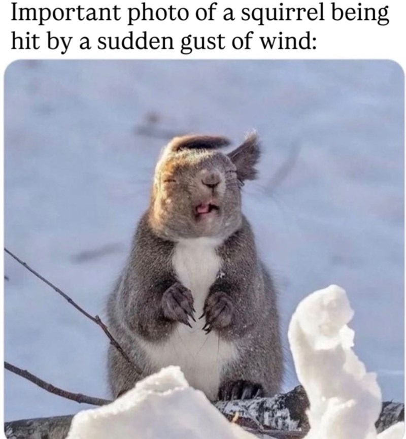 Important photo of a squirrel being hit by a sudden gust of wind: