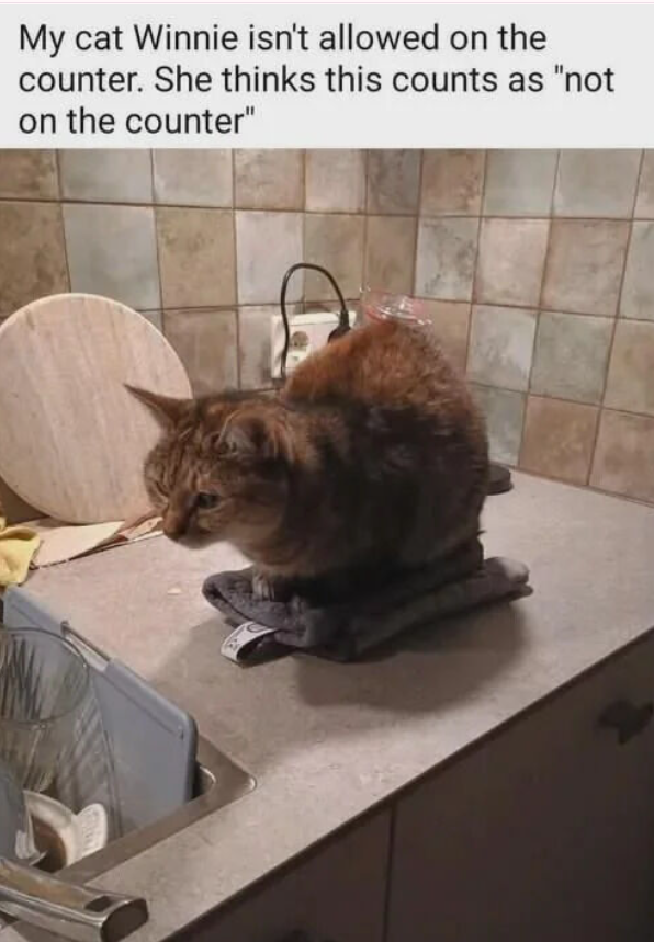 My cat Winnie isn't allowed on the counter. She thinks this counts as "not on the counter"