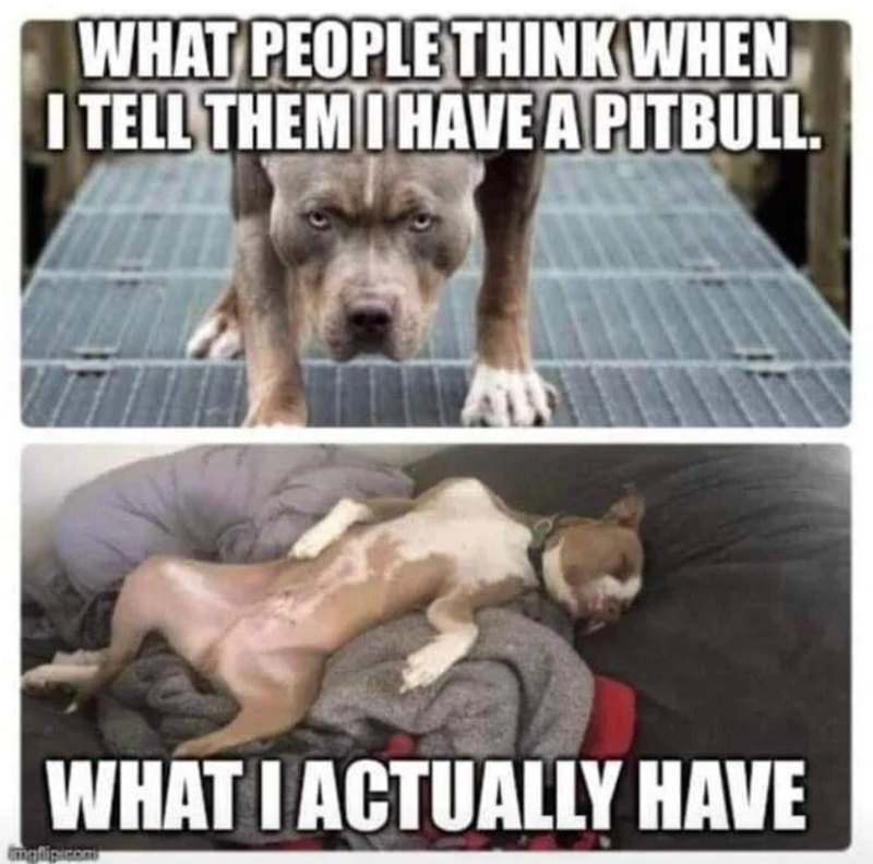 WHAT PEOPLE THINK WHEN I TELL THEM I HAVE A PITBULL. WHAT I ACTUALLY HAVE mollip.com