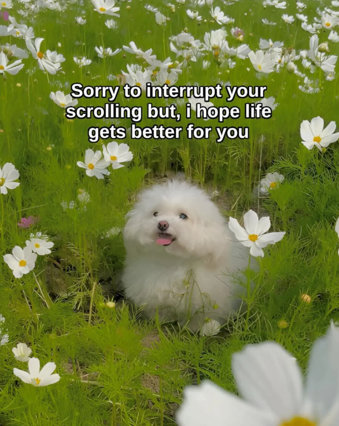 Sorry to interrupt your scrolling but, i hope life gets better for you