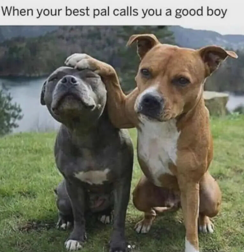 When your best pal calls you a good boy A