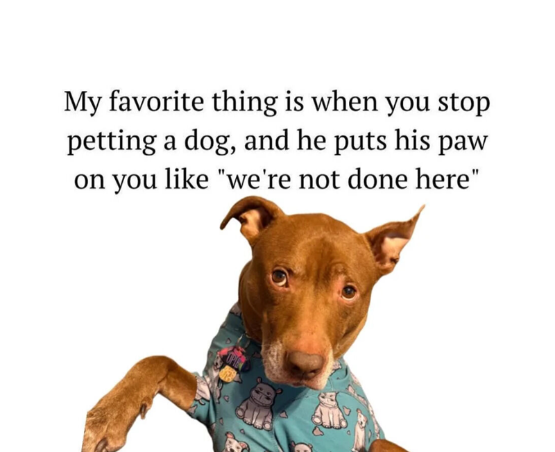 My favorite thing is when you stop petting a dog, and he puts his paw on you like "we're not done here"