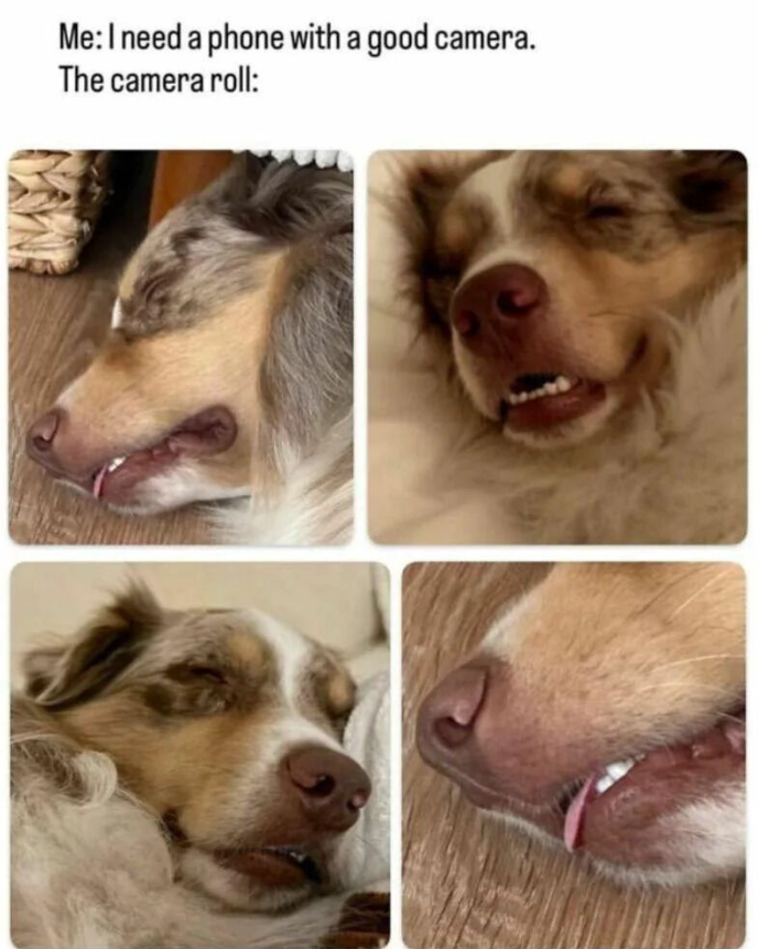 Me: I need a phone with a good camera. The camera roll: 7132