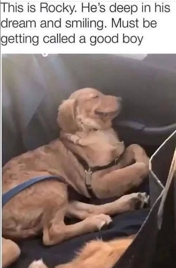 This is Rocky. He's deep in his dream and smiling. Must be getting called a good boy
