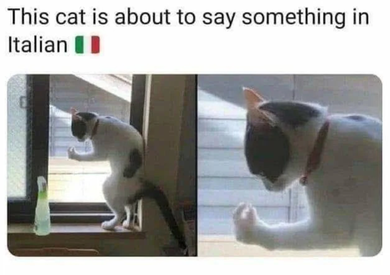 This cat is about to say something in Italian