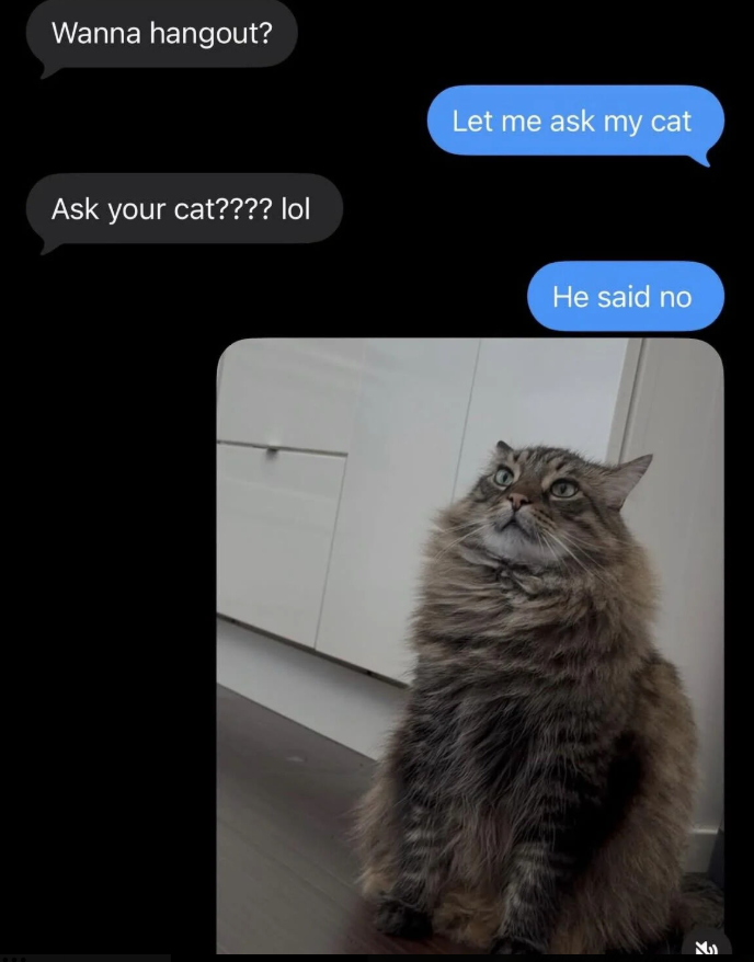 Wanna hangout? Ask your cat???? lol Let me ask my cat He said no N