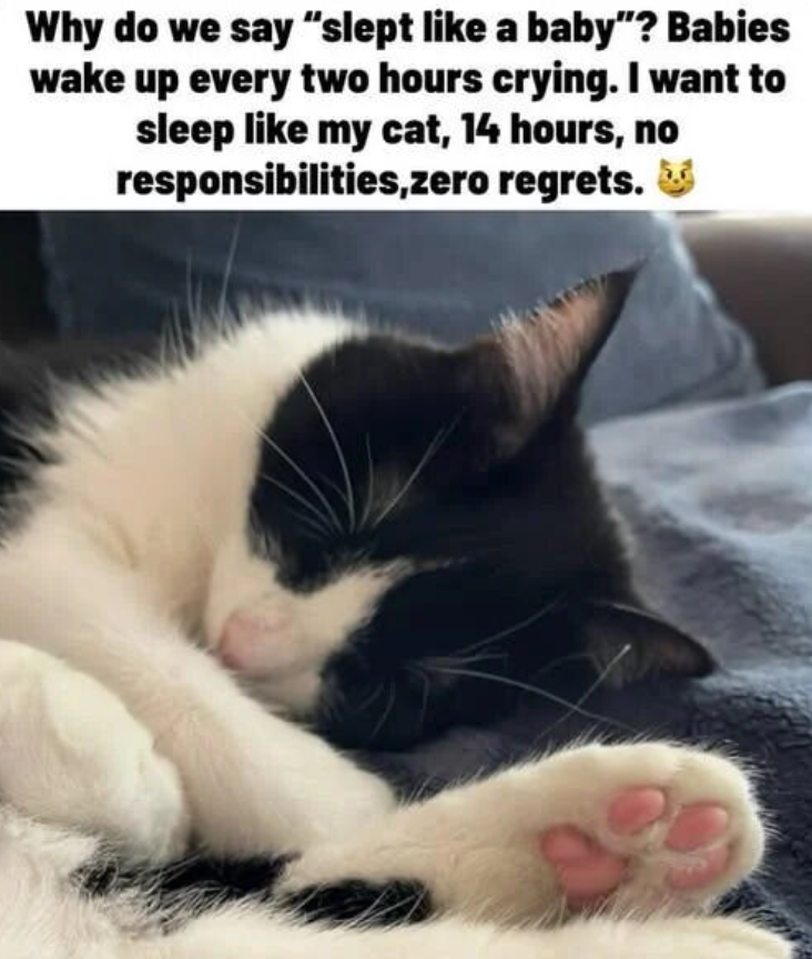 Why do we say "slept like a baby"? Babies wake up every two hours crying. I want to sleep like my cat, 14 hours, no responsibilities,zero regrets.