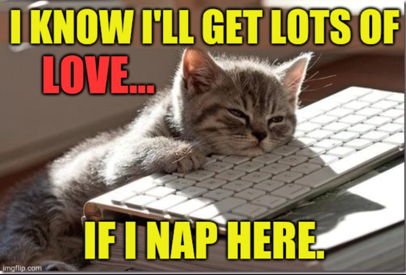 I KNOW I'LL GET LOTS OF LOVE... imgflip.com IF I NAP HERE.