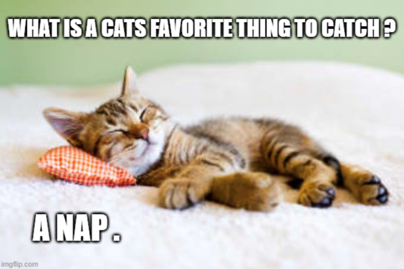 WHAT IS A CATS FAVORITE THING TO CATCH? imgflip.com ANAP®