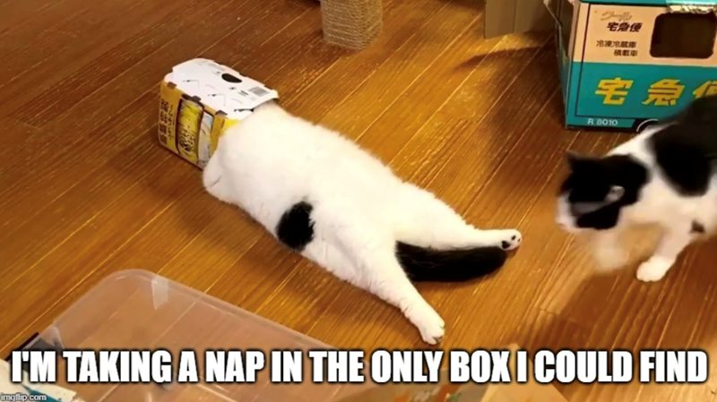 宅急便 冷凍冷氣車 宅急件 R 8010 I'M TAKING A NAP IN THE ONLY BOX I COULD FIND imgflip.com