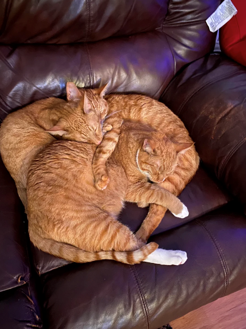 Cheezburger Image 10627442688