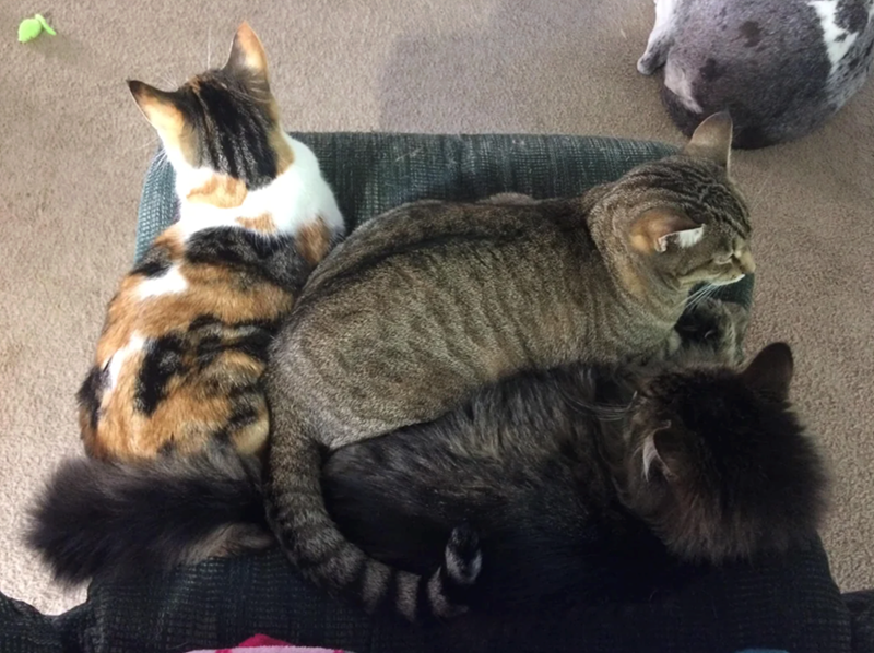 Cheezburger Image 10627442944