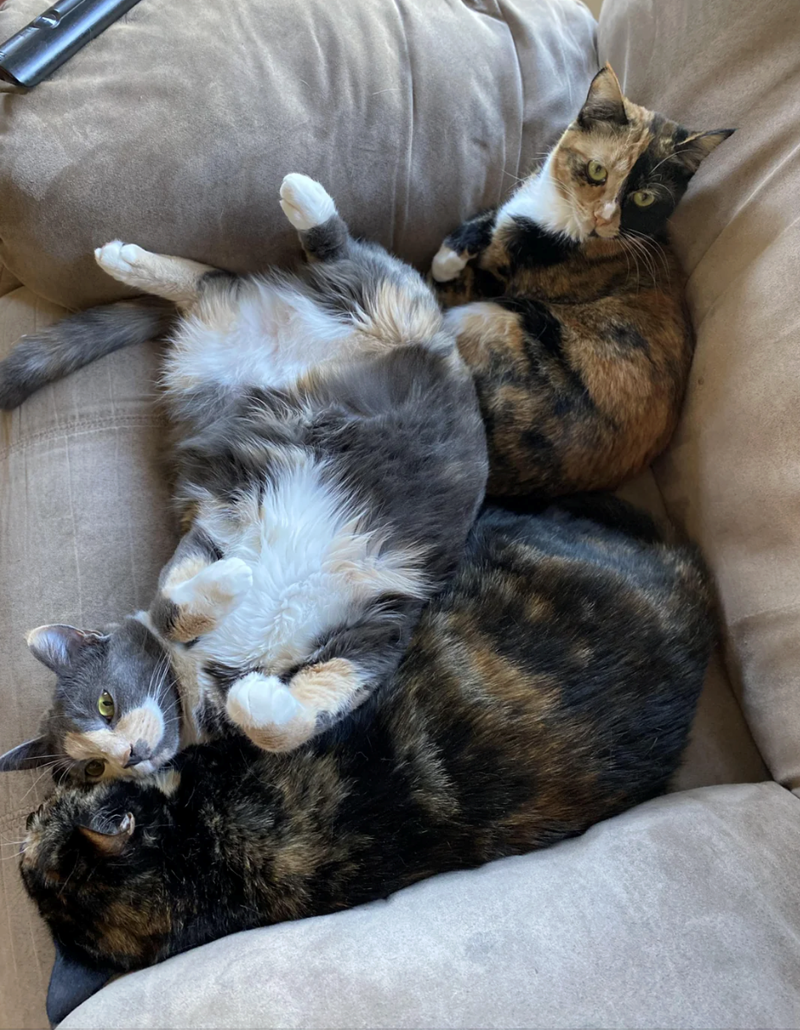 Cheezburger Image 10627443456