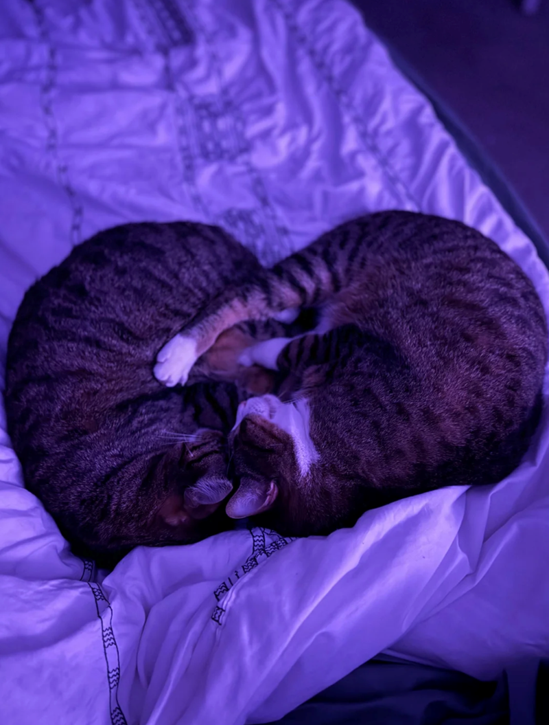 Cheezburger Image 10627443712