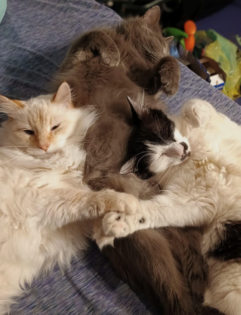 Cheezburger Image 10627443968