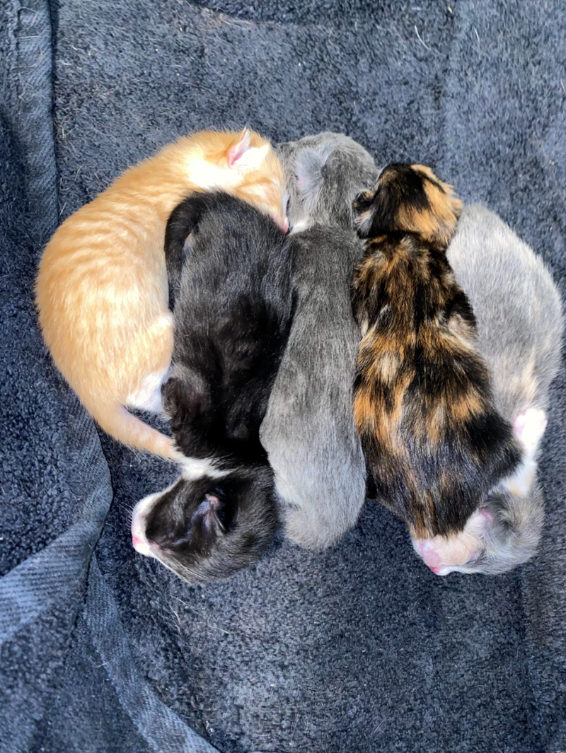 Cheezburger Image 10627444224