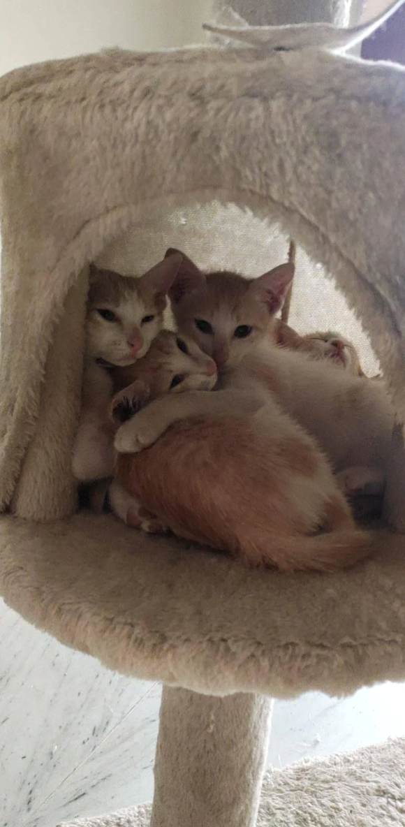 Cheezburger Image 10627444736