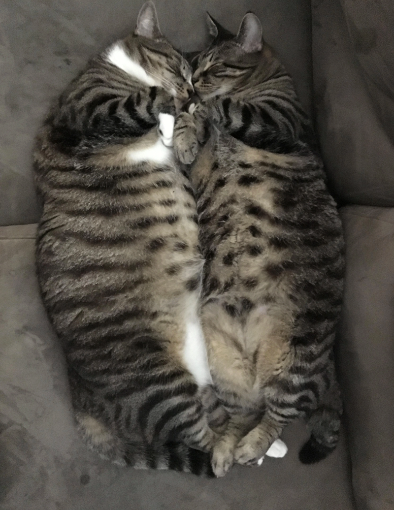 Cheezburger Image 10627444992