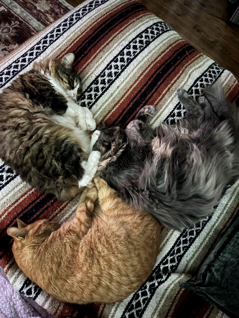 Cheezburger Image 10627445248