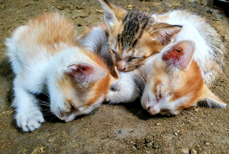 Cheezburger Image 10627445504