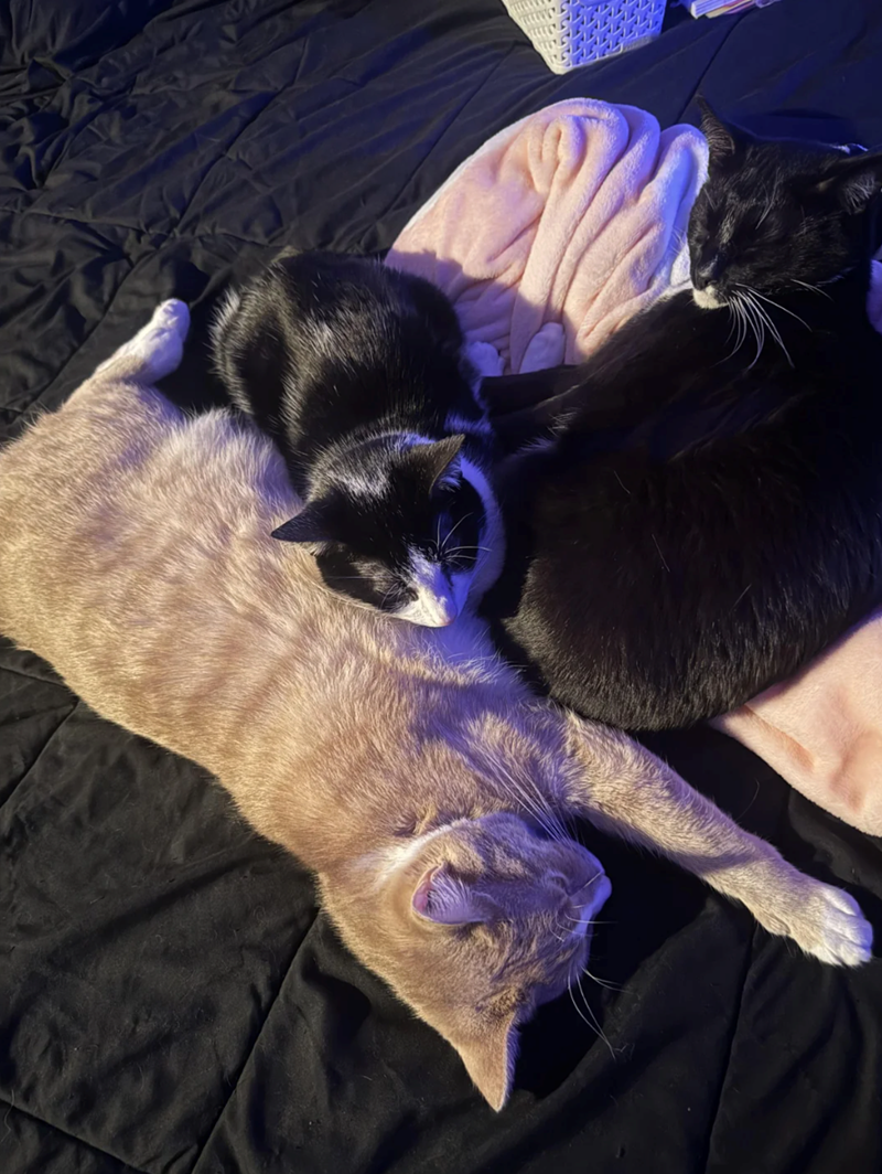 Cheezburger Image 10627446784