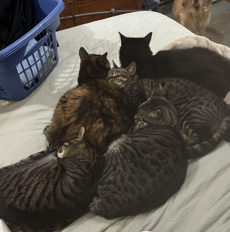 Cheezburger Image 10627447040